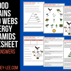 Food webs and food chains worksheet answers