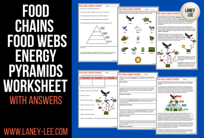 Food webs and food chains worksheet answers