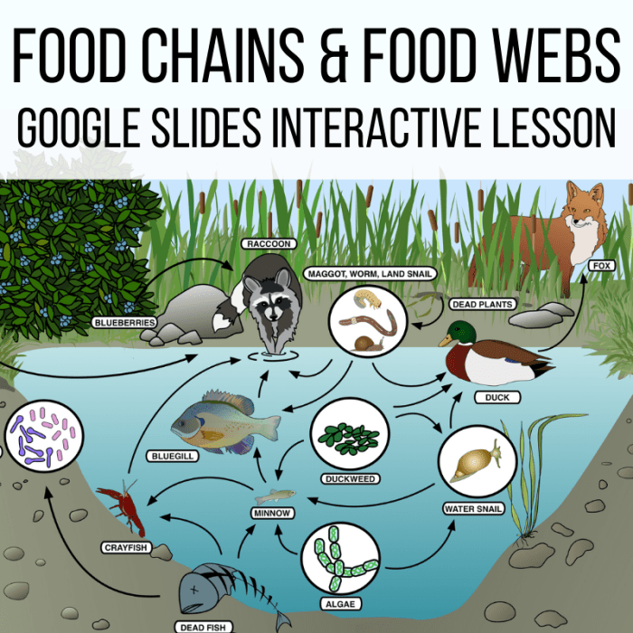 Food webs and food chains worksheet answers