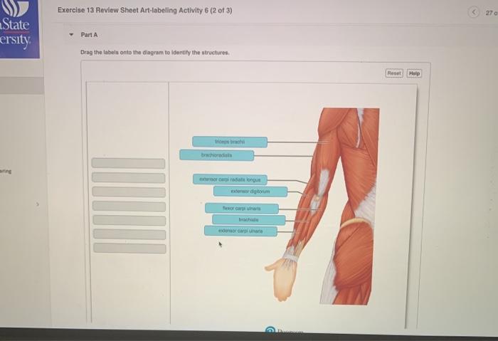 Reproductive labeling chegg transcribed