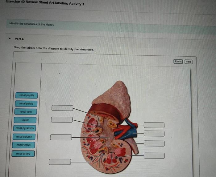 Identify skull drag onto labels diagram bone labeling exercise activity sheet review solved transcribed text show